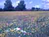 2009 Pulborough West Sussex  My good buddy Michaels wildflower meadow.